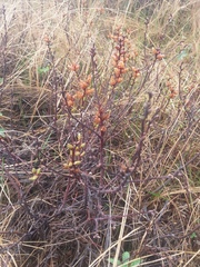 Myrica gale tomentosa