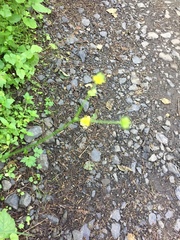 Ranunculus uncinatus