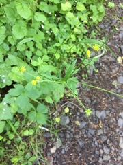 Ranunculus uncinatus
