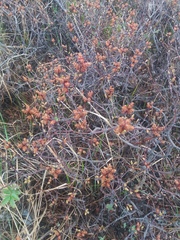 Myrica gale tomentosa