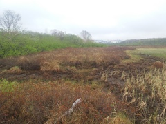 Myrica gale tomentosa