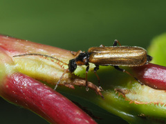 Rhagonycha nigriventris