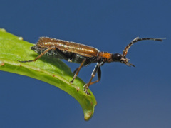 Rhagonycha nigriventris
