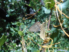 Callophrys augustinus iroides