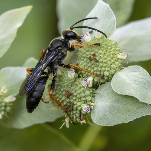 Sphex nudus photo 5