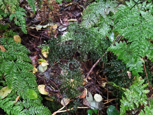 Image of Vandenboschia speciosa by (c) Jens-Christian Svenning, some rights reserved (CC BY)