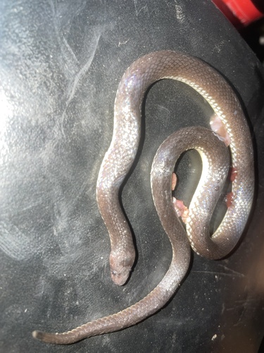 Geophis berillus