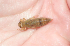 Paragomphus capricornis