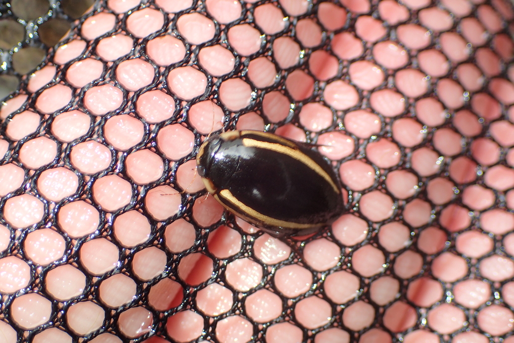 Hydaticus vittatus