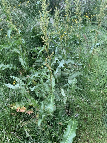 štiavec kučeravý (Rumex crispus)