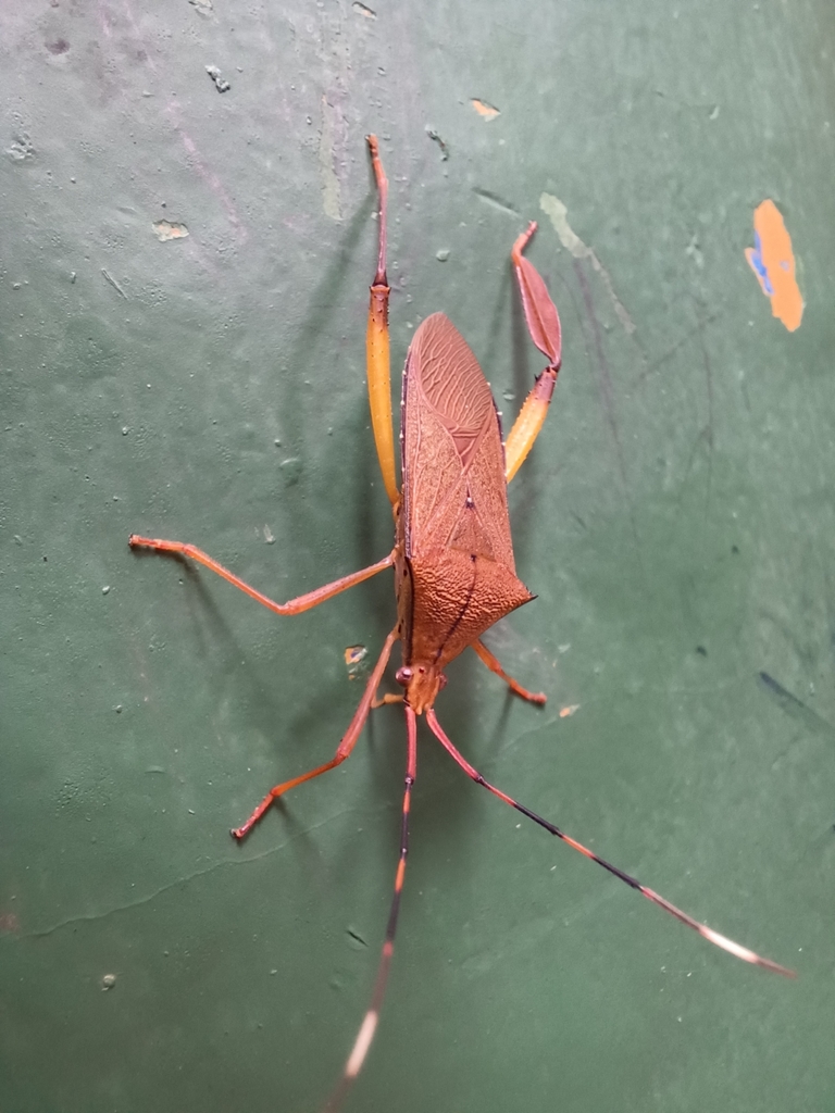 Meluchopetalops banausus