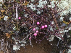 Gaultheria macrostigma