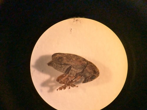Araecerus observed 2024-07-20