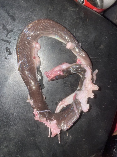 Serpiente chatilla (Loxocemus bicolor)