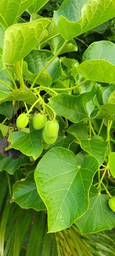Jatropha curcas observed 2024-07-23