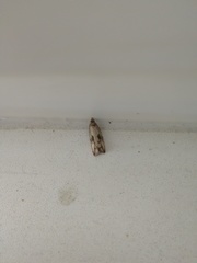 Endothenia quadrimaculana