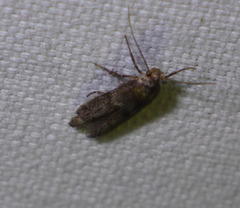 Blastobasis phycidella