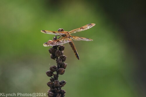 Painted Skimmer photo 6