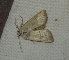 Charanyca trigrammica