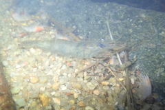 Macrobrachium nipponense