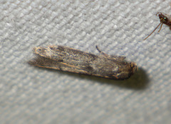 Blastobasis phycidella