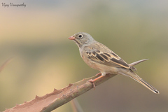 Emberiza buchanani