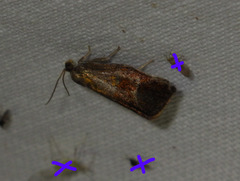 Ptycholoma lecheana