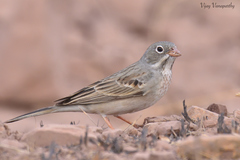 Emberiza buchanani