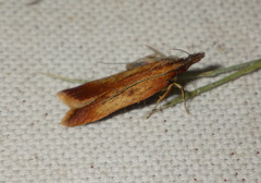 Dichomeris ustalella