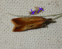 Dichomeris ustalella