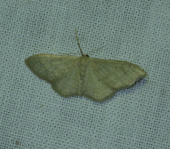 Idaea straminata