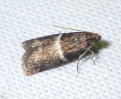 Elegia similella