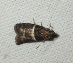Elegia similella