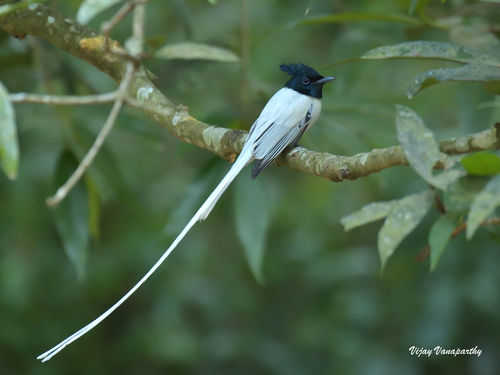 Indian Paradise Flycatcher (Terpsiphone paradisi), photo 10