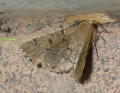 Odontopera bidentata