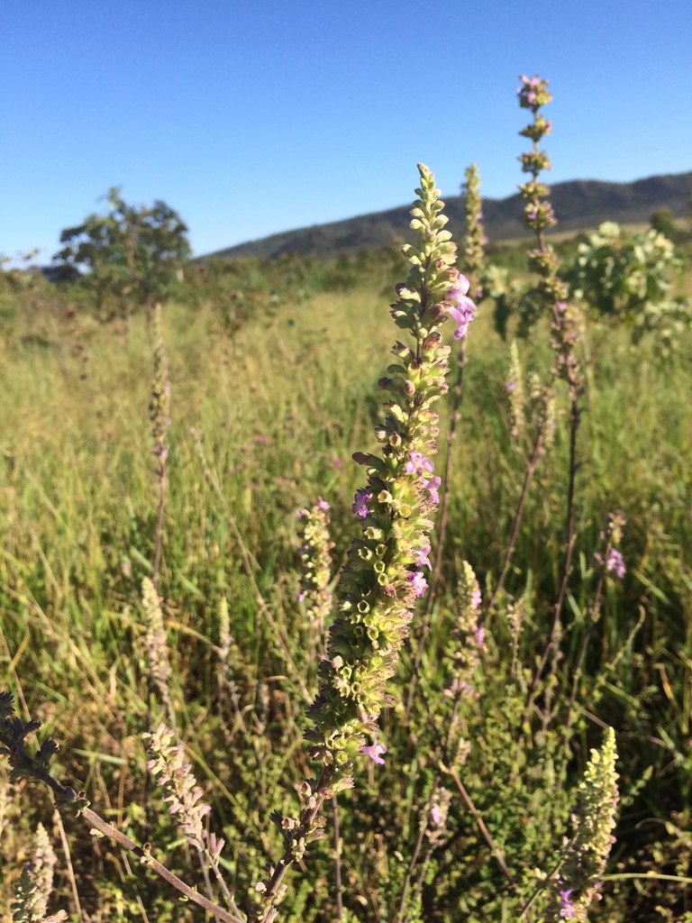 Hypenia brachystachys