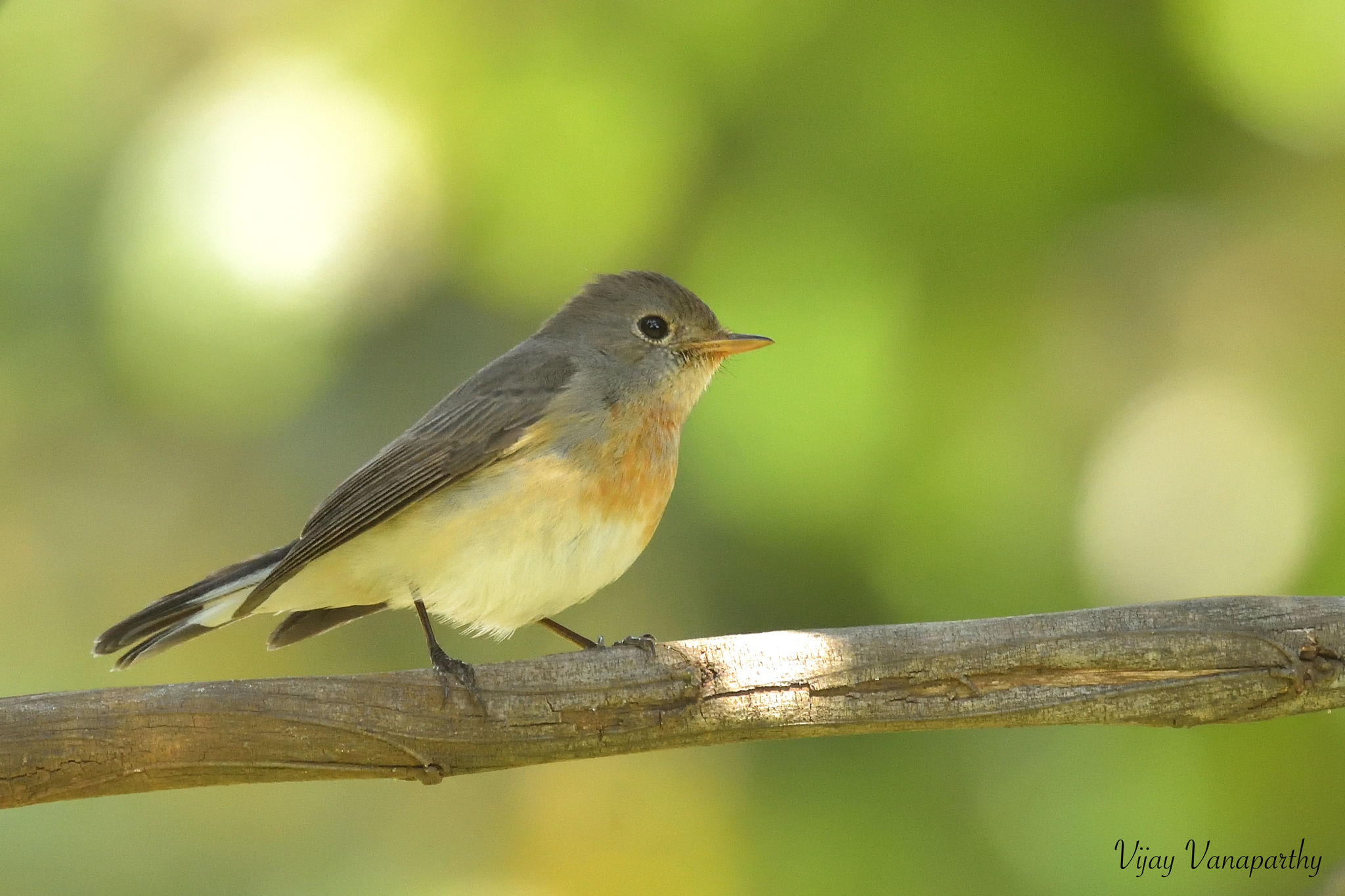 Kashmir Flycatcher illustration