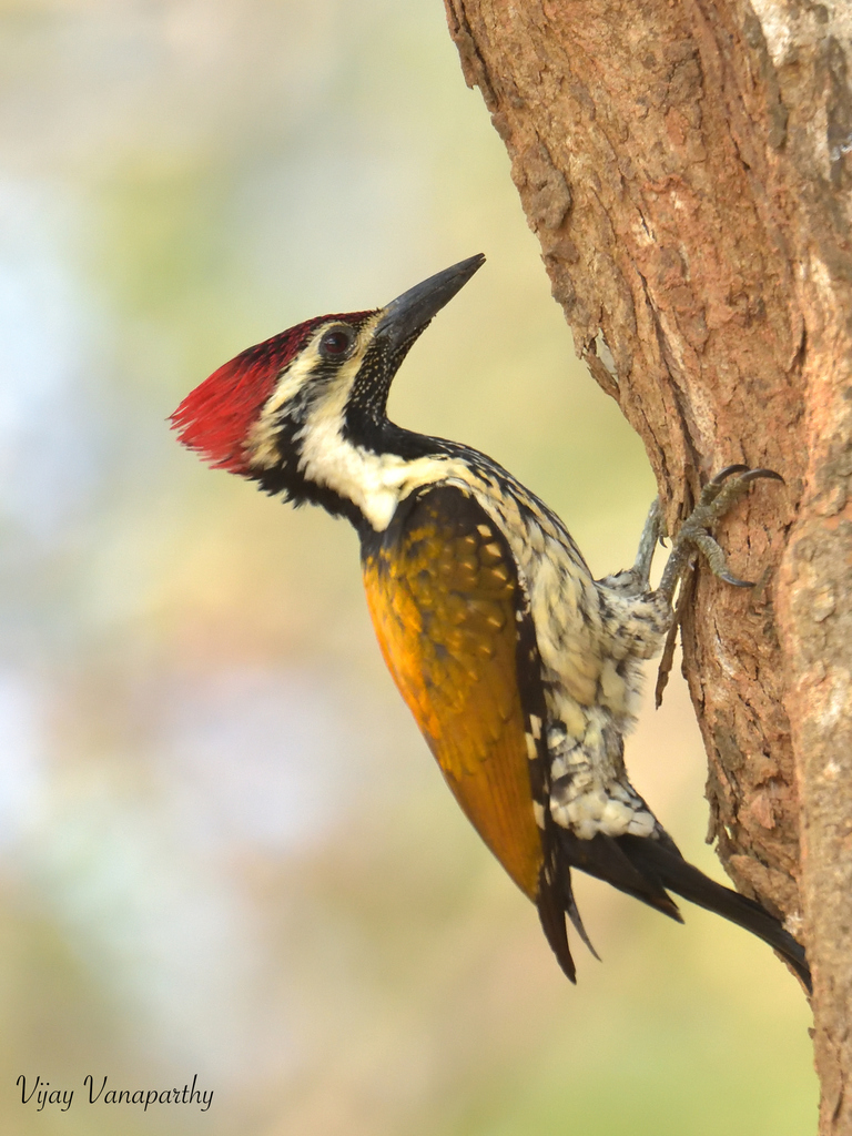 Black-rumped Flameback photo