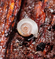 Meredithena dandenongensis