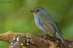 Eumyias albicaudatus