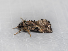 Callopistria trilineata