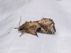 Callopistria trilineata