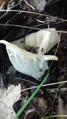 Helvella costifera