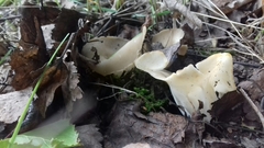 Helvella costifera