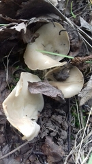 Helvella costifera