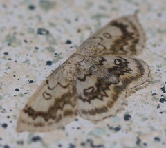Cyclophora annularia