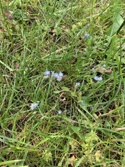 Myosotis stricta