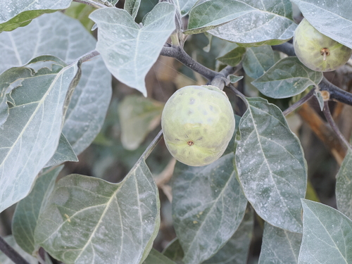Image of Datura metel by (c) Lucas Christofides, some rights reserved (CC BY)