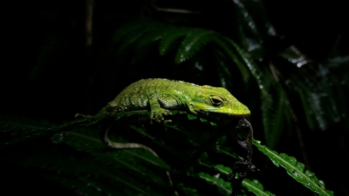Kankintú Anole