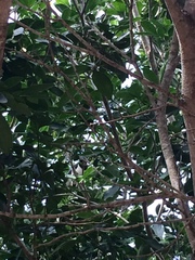 Cyanocorax cristatellus